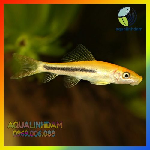 Golden Chinese Algae Eater Aquarium Fish Catfish Gyrinocheilus A