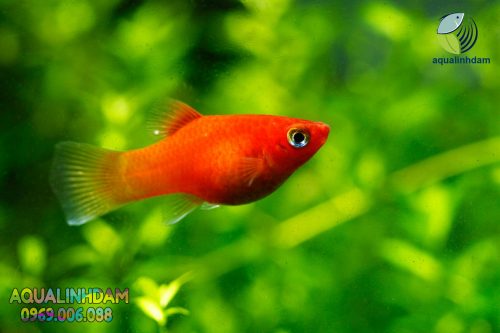 Red Platy Fish
