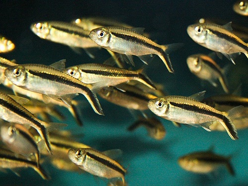Bể thuỷ sinh nên nuôi cá gì?