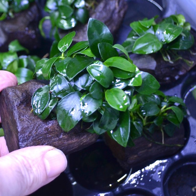 Những kiến thức thú vị xung quanh cây ráy thủy sinh