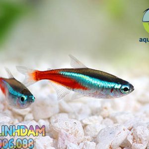 Neon Tetra Paracheirodon Innesi Freshwater Tropical Fish