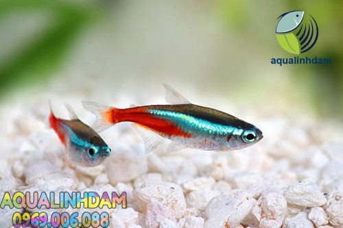 Neon Tetra Paracheirodon Innesi Freshwater Tropical Fish