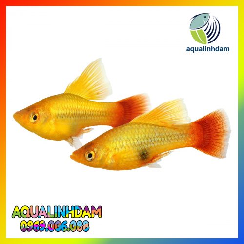 Hi Fin Platy Platy Male Xiphophorus Maculatus Tropical Aquarium Fish