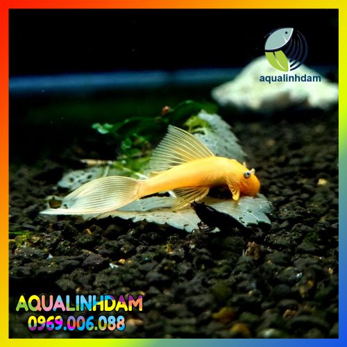 Longfin 1