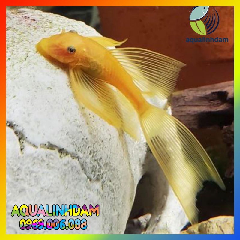 Longfin 2