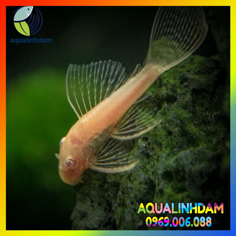 Longfin 4