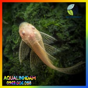 Longfin 6