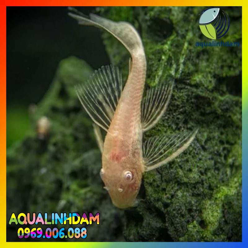 Longfin 7