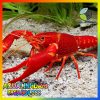 Tom Creyfish 1