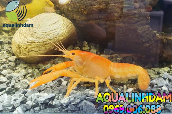 Tom Creyfish 5